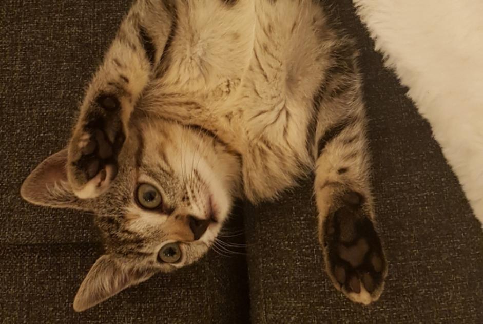 Avviso scomparsa Gatto Femmina , 0 anni Agen Francia