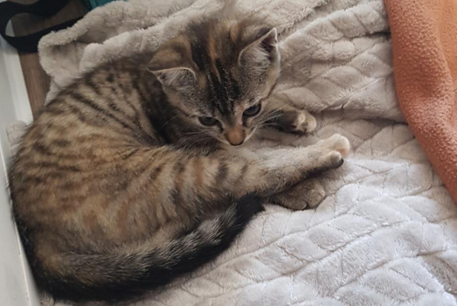 Avviso scomparsa Gatto Femmina , 0 anni Agen Francia