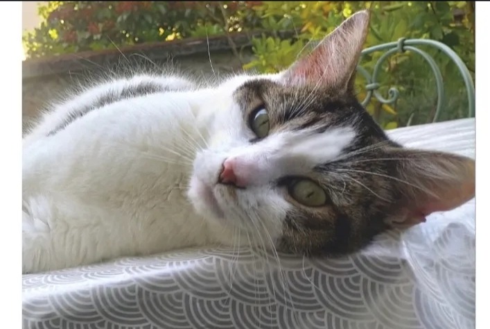 Avviso Ritrovamento Gatto incrocio di razze  Maschio Limoges Francia