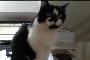Avviso scomparsa Gatto  Femmina , 12 anni Tours Francia