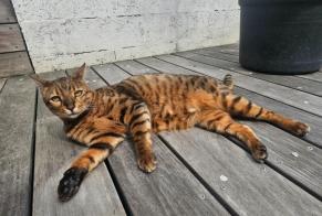 Avviso scomparsa Gatto  Maschio , 6 anni Bordeaux Francia