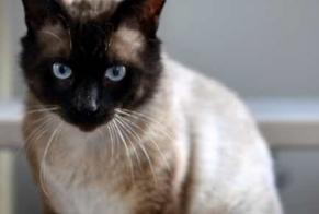 Avviso scomparsa Gatto  Maschio , 8 anni Guilvinec Francia