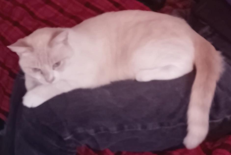 Avviso scomparsa Gatto Femmina , 4 anni Cellettes Francia