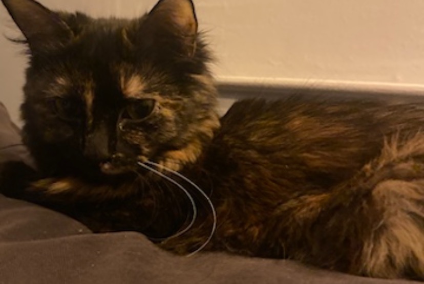Avviso scomparsa Gatto Femmina , 3 anni Béthune Francia