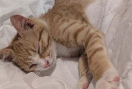 Avviso scomparsa Gatto incrocio di razze  Maschio , 1 anni Villefranche-sur-Saône Francia
