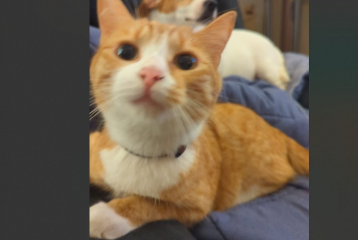 Avviso scomparsa Gatto incrocio di razze  Maschio , 1 anni Villefranche-sur-Saône Francia