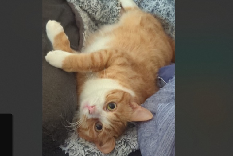 Avviso scomparsa Gatto incrocio di razze  Maschio , 1 anni Villefranche-sur-Saône Francia
