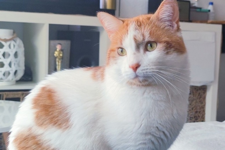 Avviso scomparsa Gatto Maschio , 5 anni Pibrac Francia