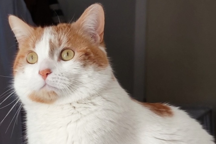 Avviso scomparsa Gatto Maschio , 5 anni Pibrac Francia