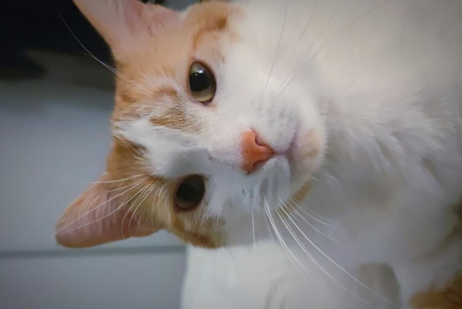 Avviso scomparsa Gatto Maschio , 5 anni Pibrac Francia