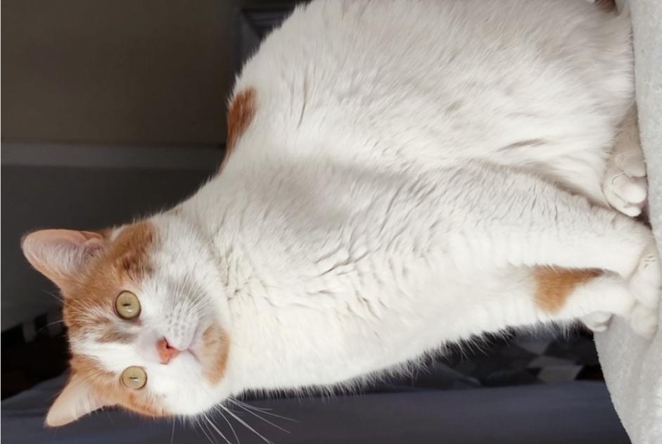 Avviso scomparsa Gatto Maschio , 5 anni Pibrac Francia
