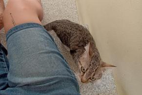 Avviso Ritrovamento Gatto Femmina Lorient Francia