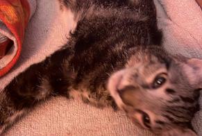 Avviso Ritrovamento Gatto  Maschio Gleizé Francia
