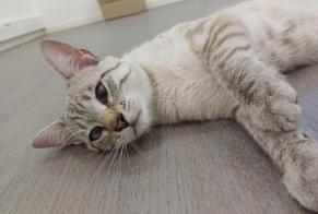Avviso Ritrovamento Gatto incrocio di razze  Maschio , 1 anno Marboz Francia