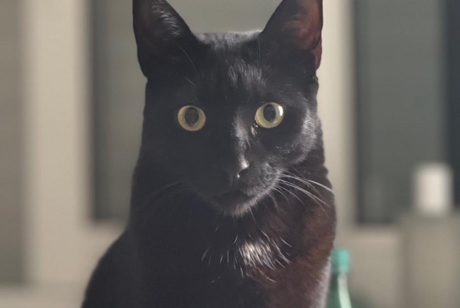 Avviso scomparsa Gatto Maschio , 3 anni Torreilles Francia