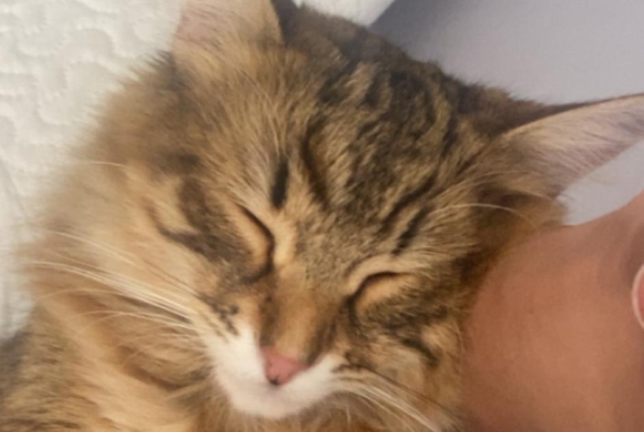 Avviso scomparsa Gatto Femmina , 1 anni Éguilles Francia