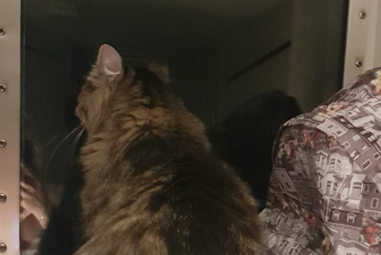 Avviso scomparsa Gatto incrocio di razze  Femmina , 6 anni Belvédère-Campomoro Francia