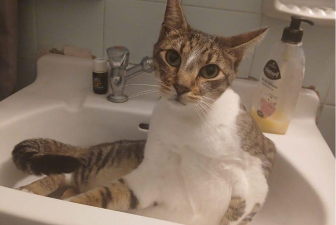 Avviso scomparsa Gatto incrocio di razze  Maschio , 5 anni Saint-Florentin Francia