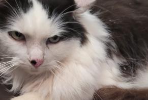 Avviso Ritrovamento Gatto incrocio di razze  Femmina Marin Francia