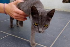 Avviso Ritrovamento Gatto Femmina Renescure Francia