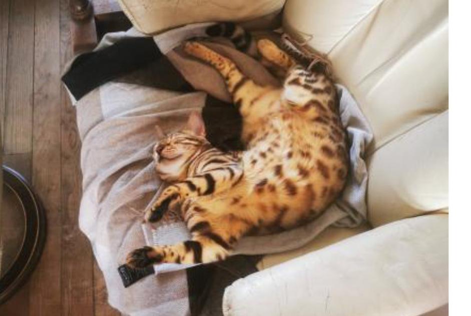 Avviso scomparsa Gatto  Femmina , 4 anni Esbly Francia