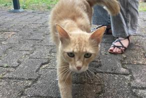 Avviso Ritrovamento Gatto Maschio Libourne Francia