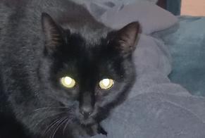 Avviso scomparsa Gatto  Femmina , 5 anni Saint-Sulpice-la-Pointe Francia
