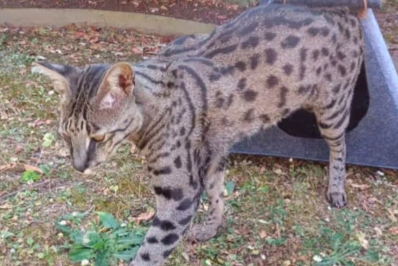 Avviso scomparsa Gatto incrocio di razze  Maschio , 3 anni Ballainvilliers Francia