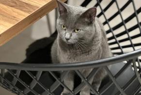 Avviso scomparsa Gatto  Femmina , 4 anni Vern-sur-Seiche Francia