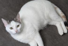Avviso scomparsa Gatto Femmina , 1 anni Pontorson Francia