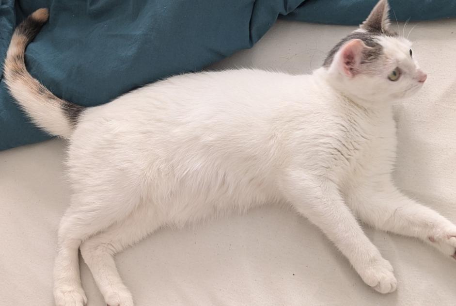 Avviso scomparsa Gatto Femmina , 1 anni Pontorson Francia