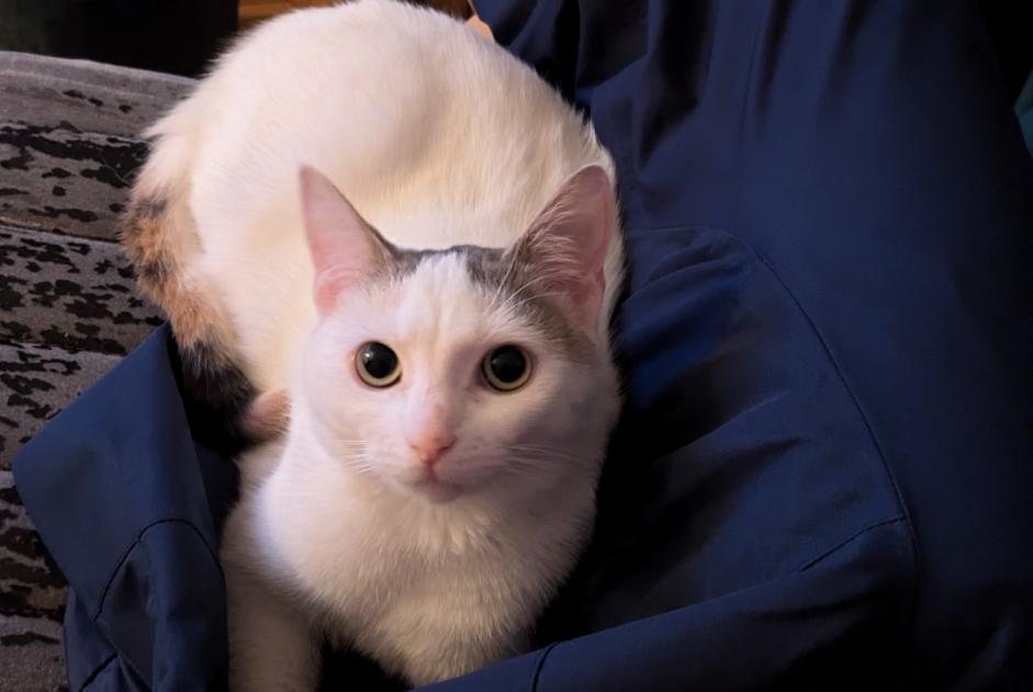 Avviso scomparsa Gatto Femmina , 1 anni Pontorson Francia