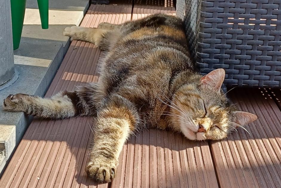 Avviso scomparsa Gatto Femmina , 8 anni Saint-Palais Francia