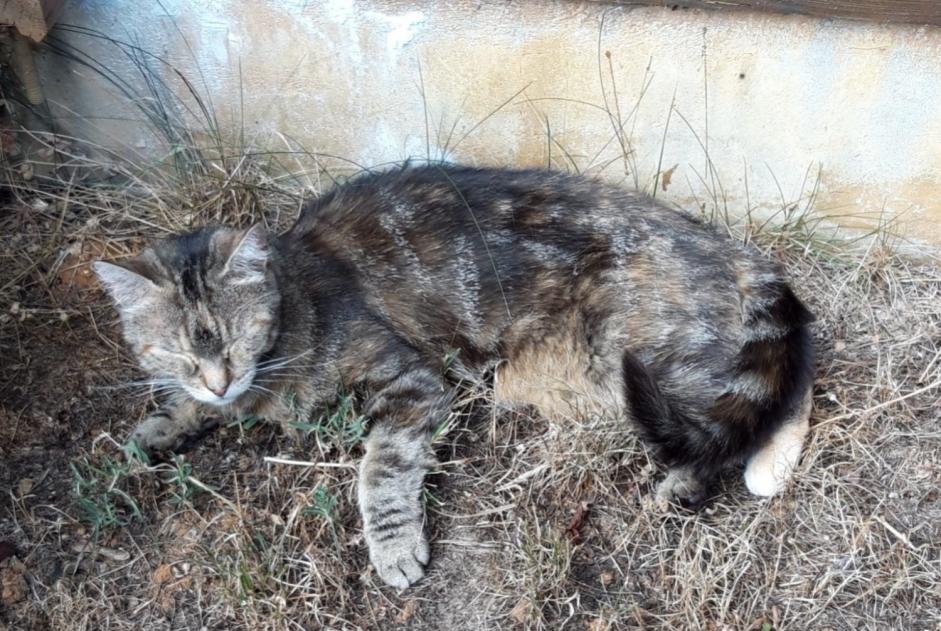 Avviso scomparsa Gatto Femmina , 8 anni Saint-Palais Francia