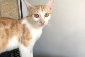 Avviso scomparsa Gatto incrocio di razze  Femmina , 0 anni Cormeilles-en-Parisis Francia