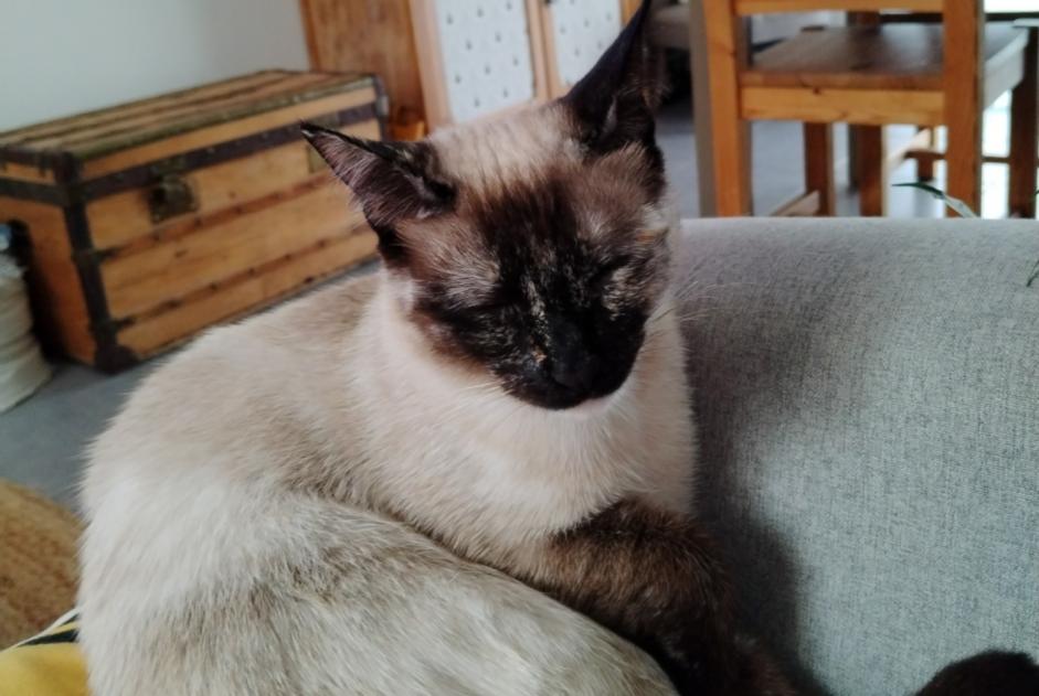 Avviso scomparsa Gatto incrocio di razze  Femmina , 2 anni Alès Francia