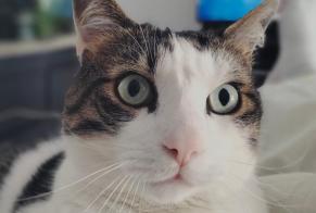 Avviso scomparsa Gatto Maschio , 8 anni Cazaubon Francia