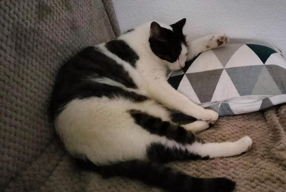 Avviso scomparsa Gatto Maschio , 8 anni Cazaubon Francia