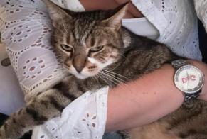Avviso scomparsa Gatto Femmina , 7 anni Plaisir Francia