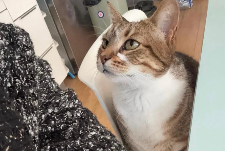 Avviso scomparsa Gatto Femmina , 7 anni Plaisir Francia