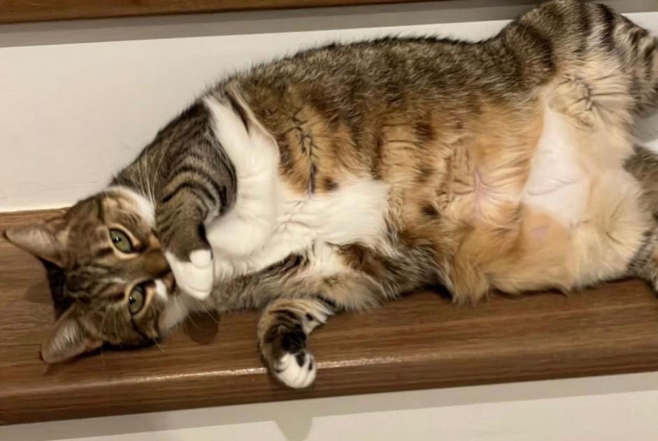 Avviso scomparsa Gatto Femmina , 7 anni Plaisir Francia