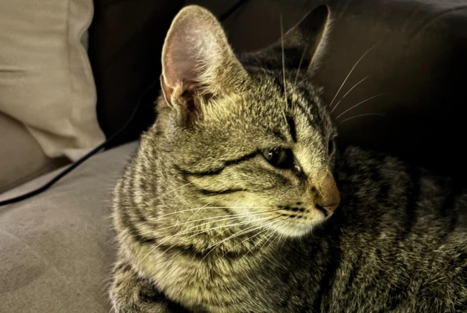 Avviso Ritrovamento Gatto incrocio di razze  Femmina Porte des Pierres Dorées Francia