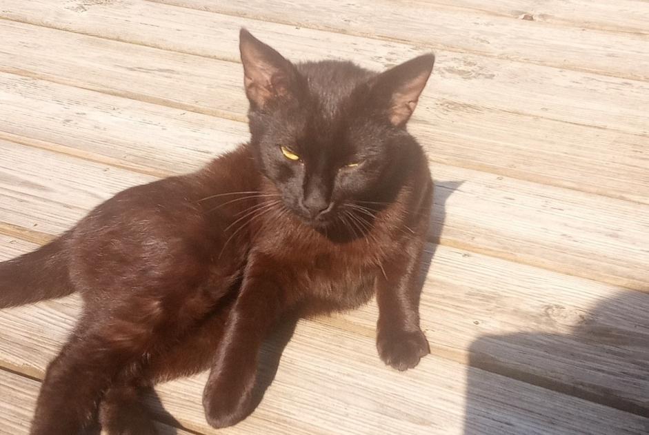 Avviso Ritrovamento Gatto Maschio , Tra 9 e 12 mesi Ver Francia