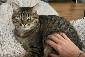 Avviso scomparsa Gatto  Femmina , 5 anni Gradignan Francia
