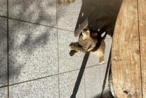 Avviso Ritrovamento Gatto incrocio di razze  Femmina Arudy Francia