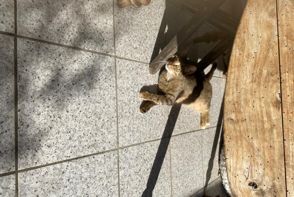 Avviso Ritrovamento Gatto incrocio di razze  Femmina Arudy Francia