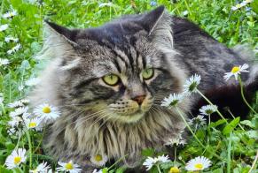 Avviso scomparsa Gatto incrocio di razze  Maschio , 7 anni Le Perreux-sur-Marne Francia