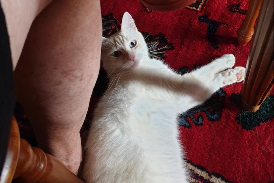 Avviso scomparsa Gatto Maschio , 8 anni Labastide-d'Armagnac Francia