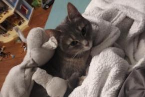 Avviso scomparsa Gatto Femmina , 3 anni Lille Francia