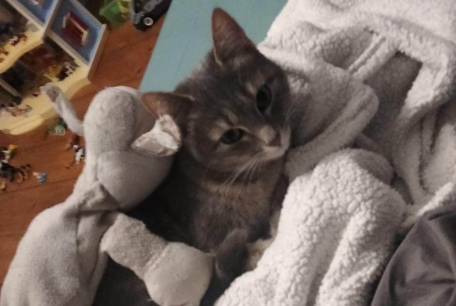 Avviso scomparsa Gatto Femmina , 3 anni Lille Francia
